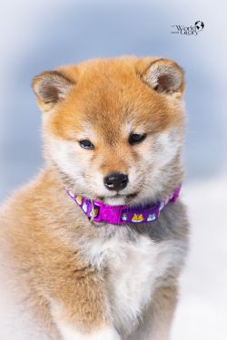 picture of dog