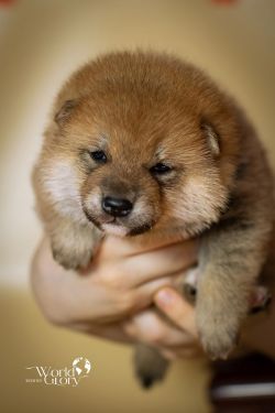 picture of dog