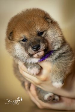 picture of dog