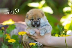 picture of dog