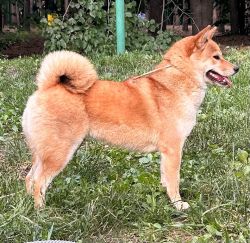 picture of dog