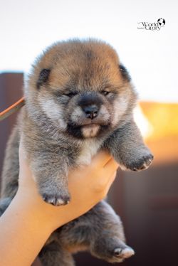 picture of dog