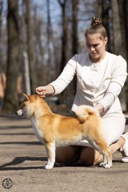 picture of dog