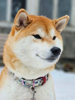 picture of dog
