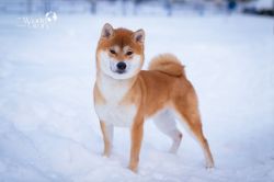 picture of dog