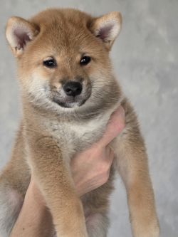 picture of dog