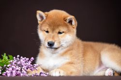 picture of dog