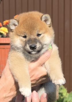 picture of dog