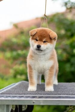 picture of dog