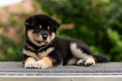 picture of dog