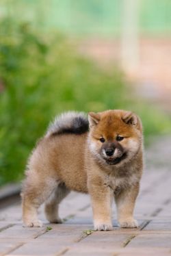 picture of dog