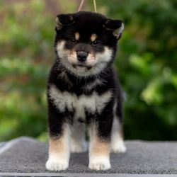 picture of dog