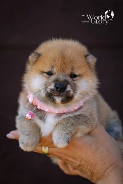 picture of dog