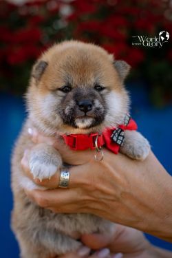 picture of dog
