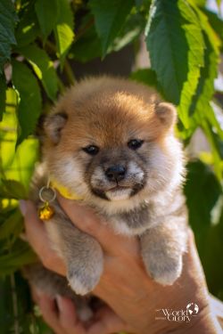 picture of dog