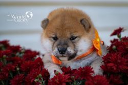 picture of dog