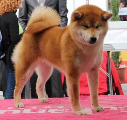 picture of dog