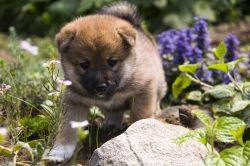 picture of dog