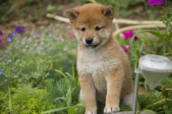 picture of dog