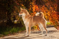 picture of dog