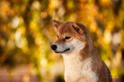 picture of dog