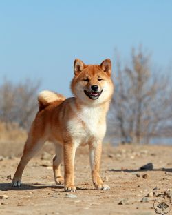 picture of dog