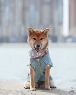 picture of dog