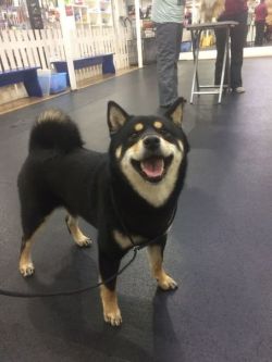 picture of dog