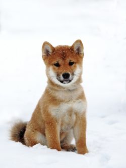 picture of dog