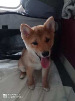 picture of dog