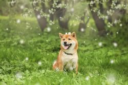 picture of dog