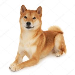 picture of dog