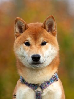 picture of dog