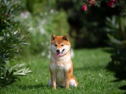 picture of dog
