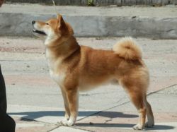 picture of dog