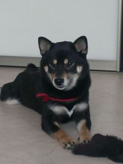 picture of dog