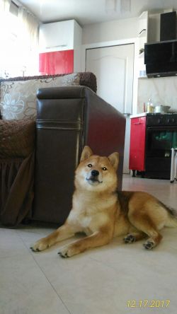 picture of dog