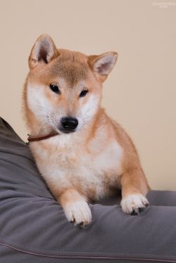 picture of dog