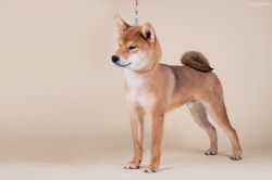 picture of dog