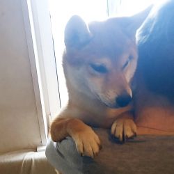 picture of dog