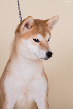 picture of dog