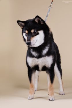picture of dog