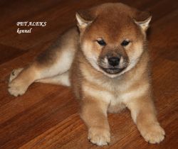 picture of dog