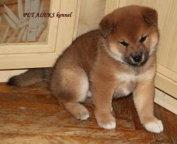 picture of dog