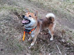 picture of dog