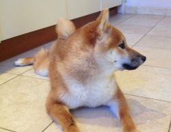 picture of dog