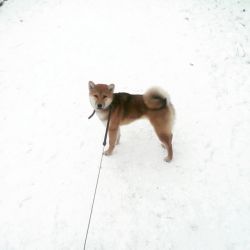 picture of dog
