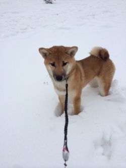 picture of dog