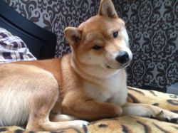 picture of dog