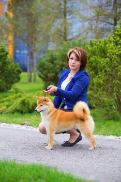 picture of dog
